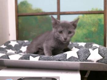 KEN -  Russian Blue and Domestic Short Hair Cat for Adoption in Houston, Texas - KEN | PetCurious