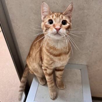 Fiyero -  Domestic Short Hair Cat for Adoption in Waterloo, Iowa - Fiyero | PetCurious