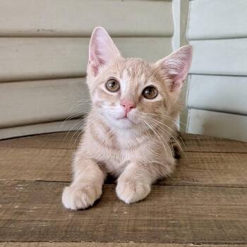 Tabasco 26-06-018 -  Domestic Short Hair Cat for Adoption in Bastrop, Texas - Tabasco 26-06-018 | PetCurious