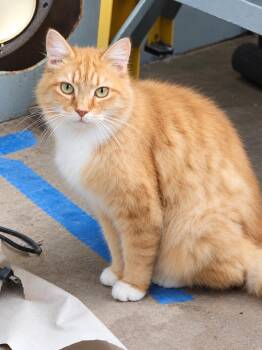 Chico -  Tabby Cat for Adoption in Egg Harbor City, New Jersey - Chico | PetCurious