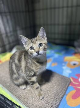 Rescue Domestic Short Hair Cats for Adoption in Voorhees Township, New Jersey - Ali | PetCurious