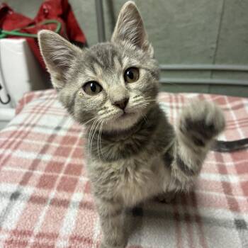 Lucchese -  Domestic Short Hair Cat for Adoption in Bloomington, Illinois - Lucchese | PetCurious