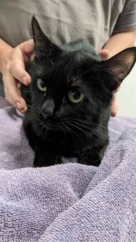 Rescue Domestic Short Hair Cats for Adoption in Cleveland, Ohio - Skopas | PetCurious