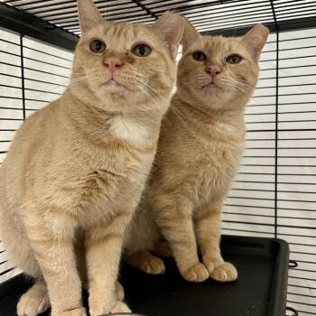 Domestic Short Hair Cats Available for Adoption in Mount Laurel Township, New Jersey - Beezus (and Ramona) | PetCurious