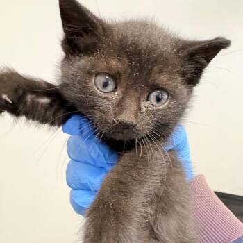 Domestic Short Hair Cats Available for Adoption in Philadelphia, Pennsylvania - Tomato Sauce | PetCurious