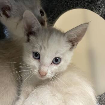 Siamese Cats Available for Adoption in Pasadena, California - Rainbow | PetCurious