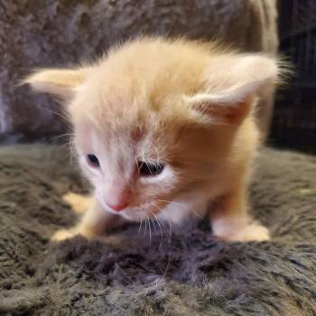 Littleo -  Domestic Short Hair Cat for Adoption in Normal, Illinois - Littleo | PetCurious