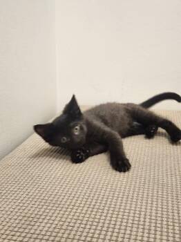 Fennel -  Domestic Short Hair Cat for Adoption in Westfield, Wisconsin - Fennel | PetCurious