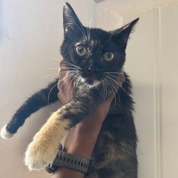 Tortie -  Domestic Short Hair Cat for Adoption in Wahiawa, Hawaii - Tortie | PetCurious