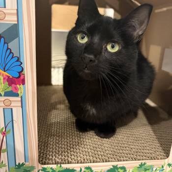 Mitcy (bonded with Ghost) -  Bombay and Domestic Short Hair Cat for Adoption in Rossville, Georgia - Mitcy (bonded With Ghost) | PetCurious