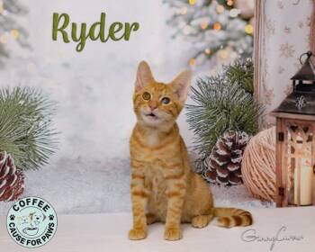 Rescue Domestic Short Hair Cats for Adoption in Douglas, Georgia - Ryder | PetCurious
