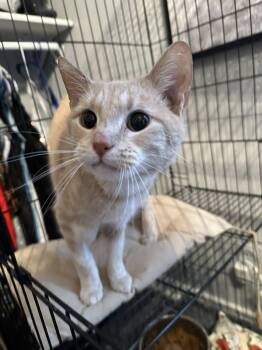 Rescue American Shorthair and Tabby Cats for Adoption in Terre Haute, Indiana - Cheddar | PetCurious