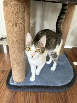 Domestic Short Hair Cats Available for Adoption - Poppy | PetCurious