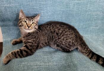 Rescue Domestic Short Hair Cats for Adoption in Lincolnwood, Illinois - Theodore | PetCurious