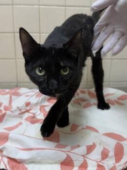 Elsie -  Domestic Short Hair Cat for Adoption in San Antonio, Texas - Elsie | PetCurious