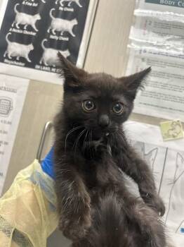 COCOA -  Domestic Medium Hair Cat for Adoption in Las Vegas, Nevada - COCOA | PetCurious