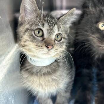 Rachel -  Domestic Medium Hair Cat for Adoption in Matteson, Illinois - Rachel | PetCurious
