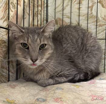 Rescue Domestic Short Hair Cats for Adoption in Richland Center, Wisconsin - Fleur | PetCurious