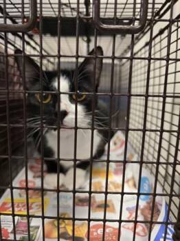 Domestic Short Hair Cats Available for Adoption in Houston, Texas - KUROMI | PetCurious