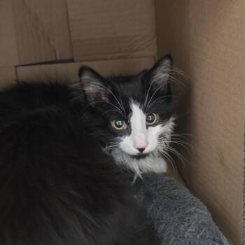 Honey -  Domestic Long Hair Cat for Adoption in Ballston Spa, New York - Honey | PetCurious