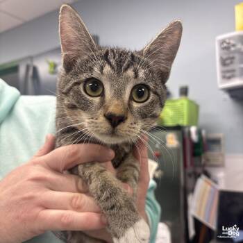 Domestic Short Hair Cats Available for Adoption in Washington, District Of Columbia - Will Turner | PetCurious