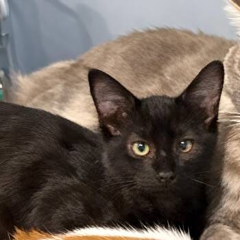 Ramon -  Domestic Long Hair Cat for Adoption in Manhattan Beach, California - Ramon | PetCurious