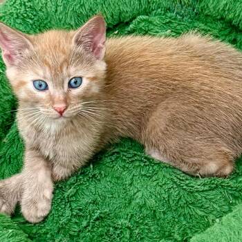 Brisket -  Domestic Short Hair Cat Available for Adoption in Kansas City, Missouri - Brisket | PetCurious