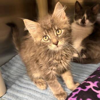 Buttons -  Domestic Short Hair Cat for Adoption in Keizer, Oregon - Buttons | PetCurious