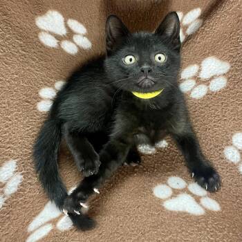 Domestic Short Hair Cats Available for Adoption in Plano, Texas - Kepler | PetCurious