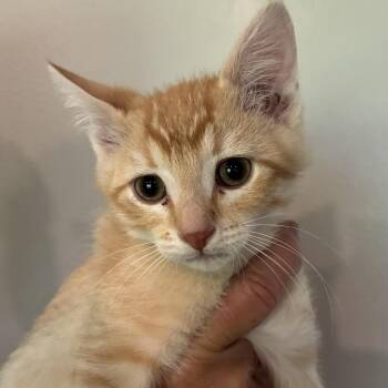 Domestic Short Hair Cats Available for Adoption in Grantsville, Utah - Red Roger | PetCurious
