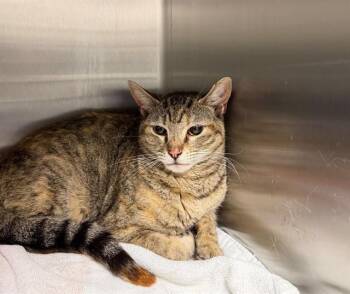 Domestic Short Hair Cats Available for Adoption - JOLENE | PetCurious