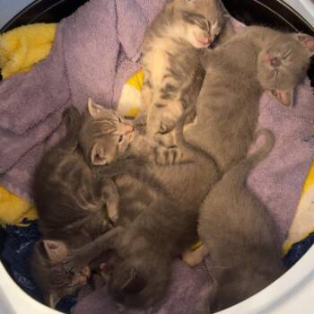 Pebble -  Domestic Short Hair Cat for Adoption in Walker, Michigan - Pebble | PetCurious