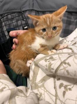 Pumpkin -  Domestic Short Hair Cat for Adoption in Detroit, Michigan - Pumpkin | PetCurious