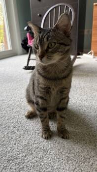 Bubbs -  Domestic Short Hair Cat for Adoption in Hanover Park, Illinois - Bubbs | PetCurious