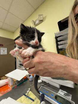 Domestic Short Hair Cats Available for Adoption in Meriden, Connecticut - Halen | PetCurious
