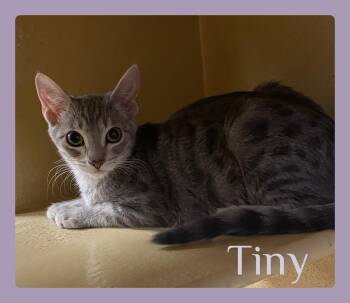 TINY -  Tabby Cat for Adoption in Lawton, Oklahoma - TINY | PetCurious