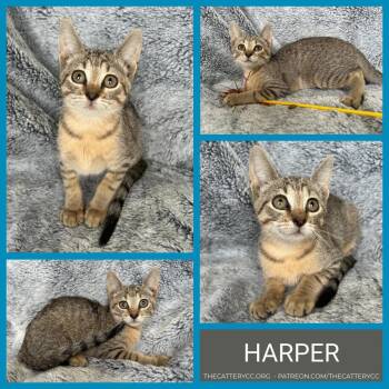 Harper -  Domestic Short Hair Cat Available for Adoption in Corpus Christi, Texas - Harper | PetCurious