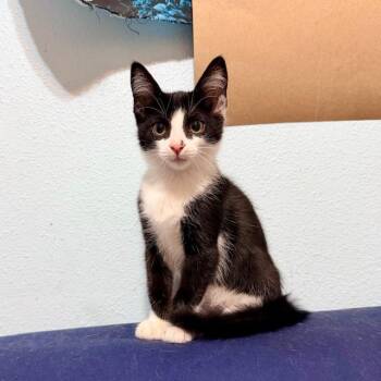 THALIA -  Domestic Short Hair Cat for Adoption in Tustin, California - THALIA | PetCurious
