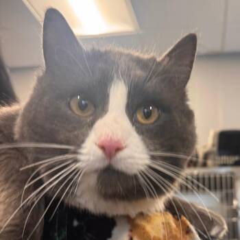 Domestic Short Hair Cats Available for Adoption - Sugar Daddy | PetCurious