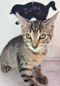 Dolly -  Domestic Short Hair Cat for Adoption in Wheaton, Illinois - Dolly | PetCurious