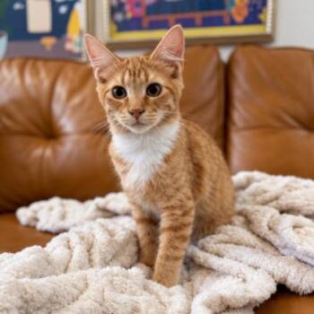 Rex Cuddle Commander -  Tabby and Domestic Short Hair Cat for Adoption in Friendswood, Texas - Rex Cuddle Commander | PetCurious