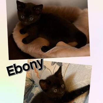Ebony -  Domestic Short Hair Cat for Adoption in Washington, Pennsylvania - Ebony | PetCurious