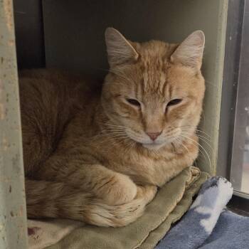 Tabby Cats Available for Adoption in Millville, Utah - Charlie | PetCurious