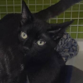 Charcoal -  Domestic Short Hair Cat for Adoption in Dunellen, New Jersey - Charcoal | PetCurious