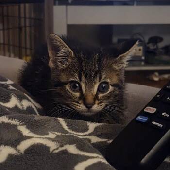 Batman -  Domestic Short Hair Cat for Adoption in West Olive, Michigan - Batman | PetCurious
