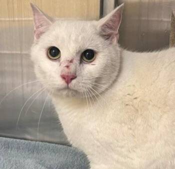 POWDER -  Domestic Short Hair Cat for Adoption in Anchorage, Alaska - POWDER | PetCurious