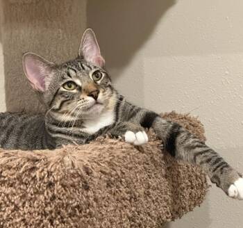Rescue Domestic Short Hair Cats for Adoption in Owatonna, Minnesota - MARTY | PetCurious