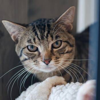 Domestic Short Hair Cats Available for Adoption - Coda | PetCurious