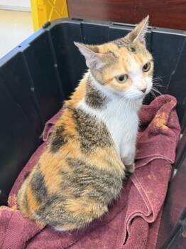 Glory -  Domestic Short Hair Cat for Adoption in Port St. Joe, Florida - Glory | PetCurious