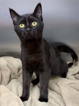 Silas -  Domestic Short Hair Cat for Adoption in Mobile, Alabama - Silas | PetCurious